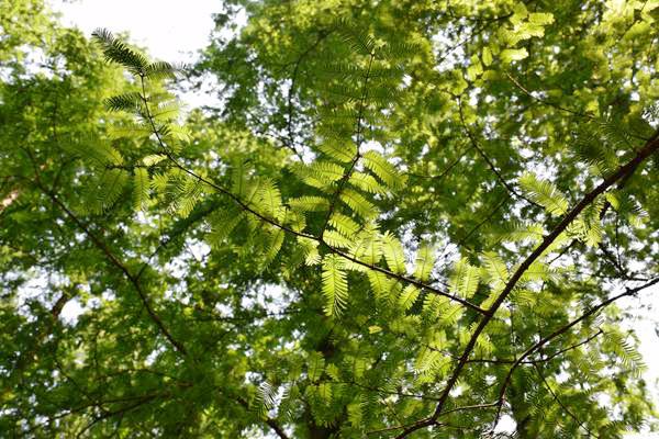 重庆启动2026年一季度治气攻坚 明确六大任务应对冬春季污染