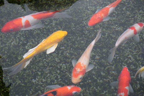 消除安全隐患！石景山区应急局联合多部门突查家居广场，向危化品非法行为“亮红牌”