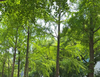 推进“人工智能 气象” 提升气象预报准确率